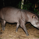 Image for article titled How Scientists Use Hidden "Camera Traps" to Get Incredible Cameos of Animals in the Wild